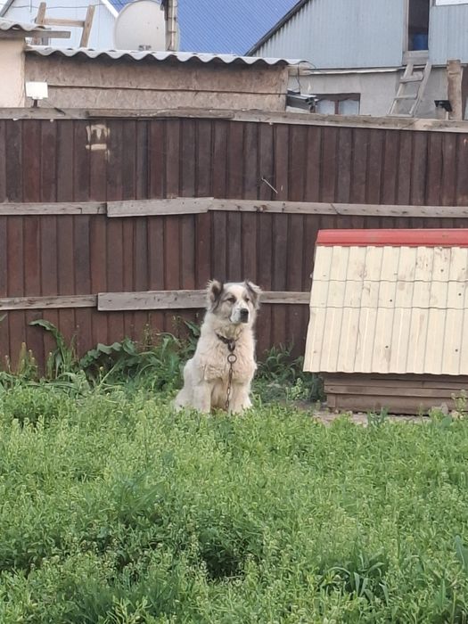 Продам алабая девочка