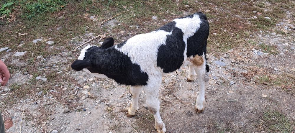 Vand vitel holstein