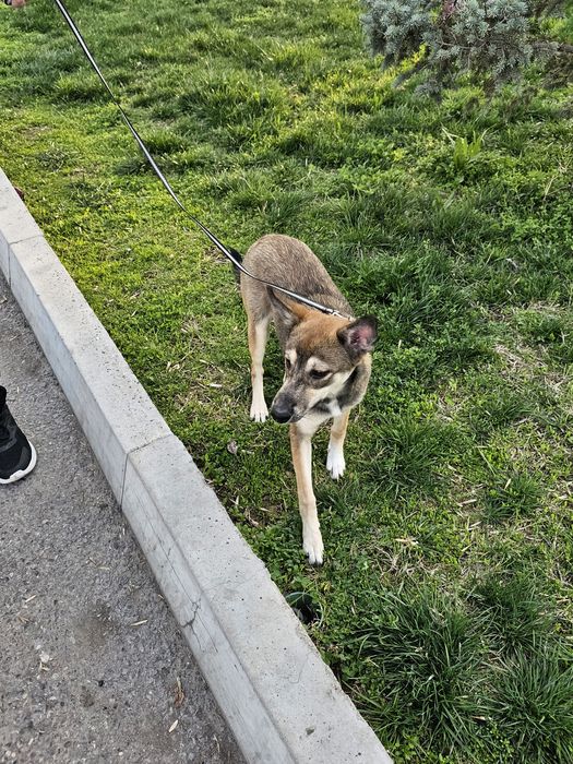 Дворняжка девочка. В Добрые Руки!