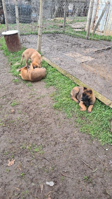 Малиноа - белгийска овчарка
