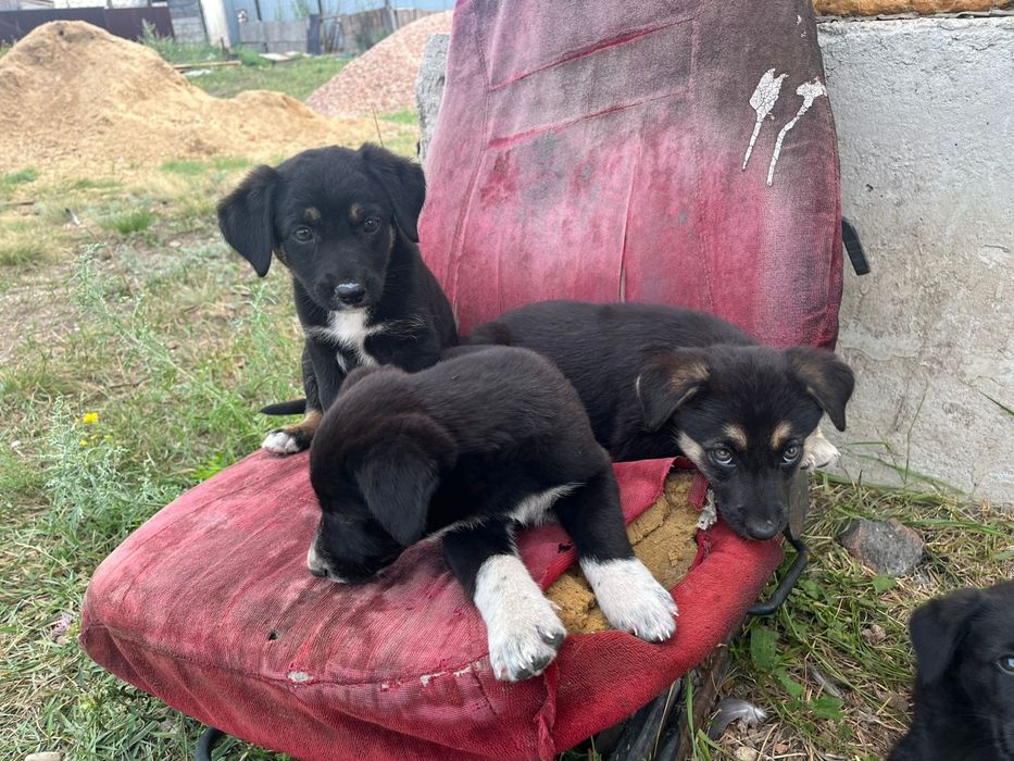 Отдам щенят в добрые руки