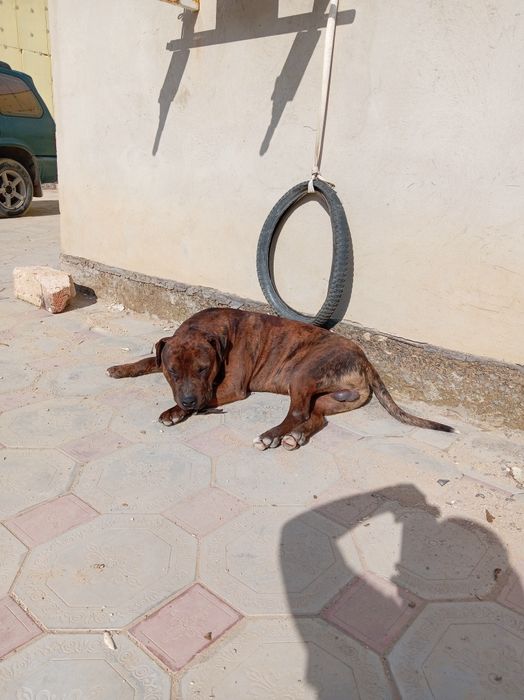 Вязка, его отец мраморный