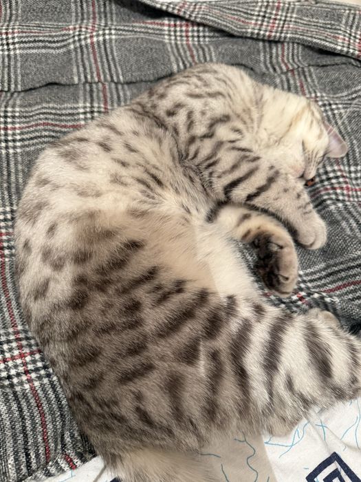 Продам шотландский