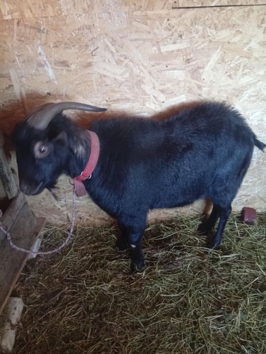 Vând  sau schimb tap de rasa murciana