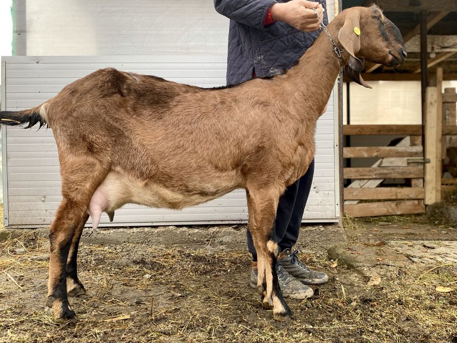 Lapte proaspat de capra