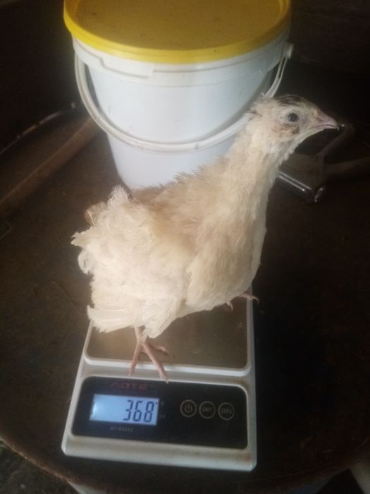 Перепелиные яйца, инкубационные.