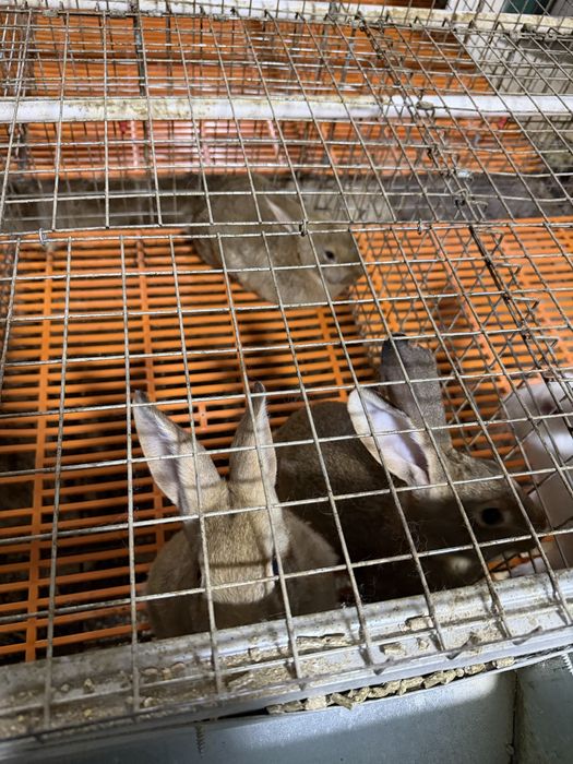 Куен  кролики сотилади