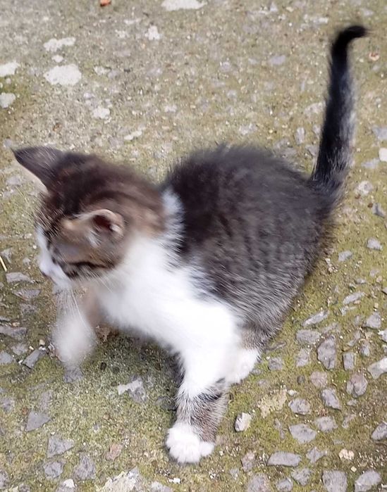 Котенце на четри месеца