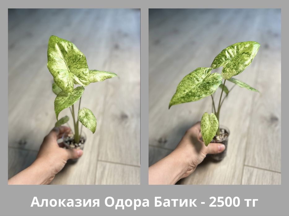 Детки Алоказий (разные)