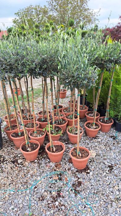 Plante Ornamentale Verzi pentru o Grădină Frumoasă