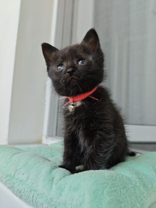 Котенок в добрые руки