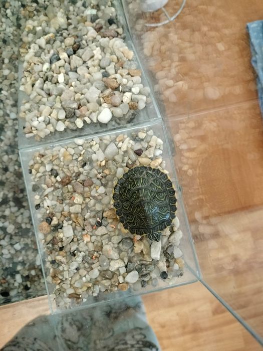 Vand broasca țestoasă