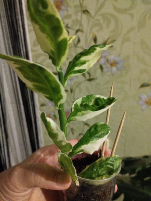 Педелантус отростки