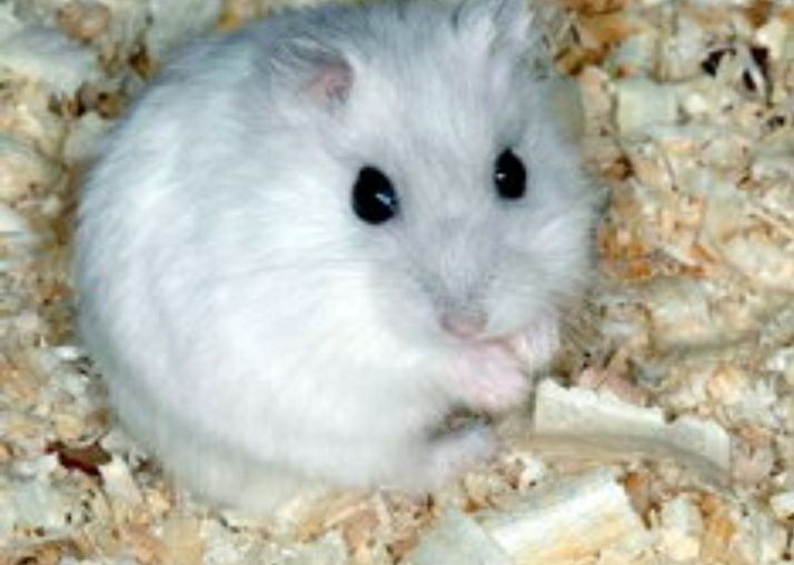 Джунгарские хомячки