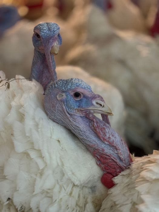 DIRECT DIN HALA! Pui de curca, 2,8-3 kg rasa grea (ating 30 kg)