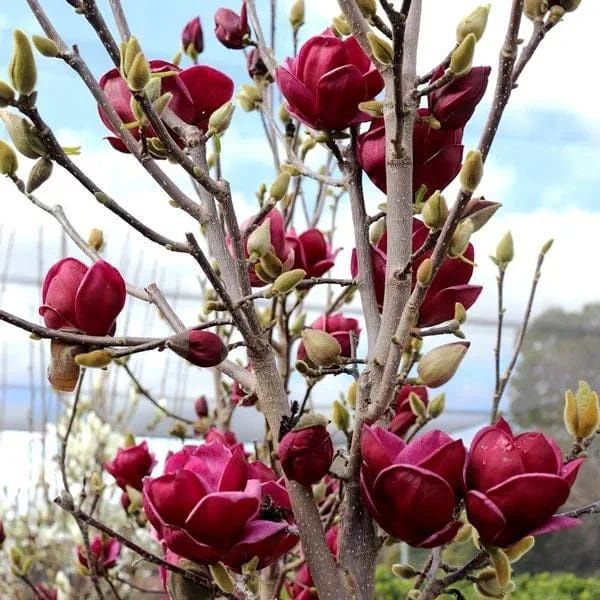 Magnolia Black Tulip la Ghiveci