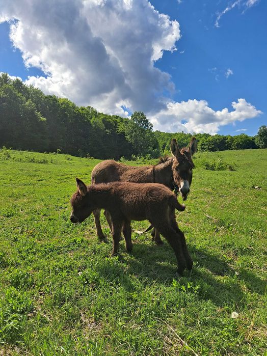 Lapte de măgăriță