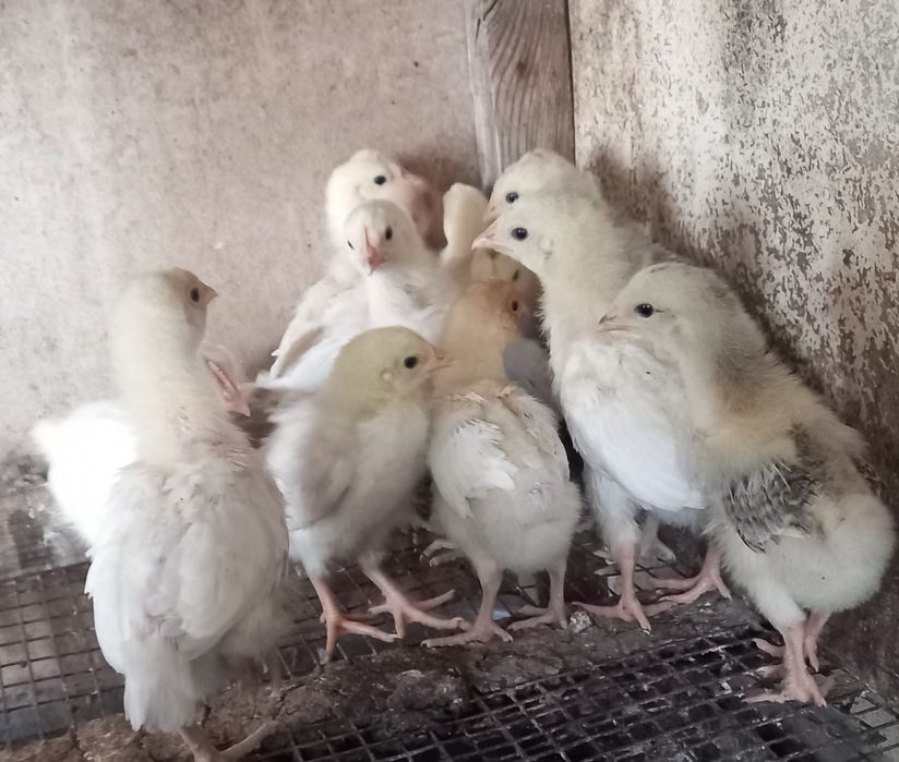 Цыплята домашние