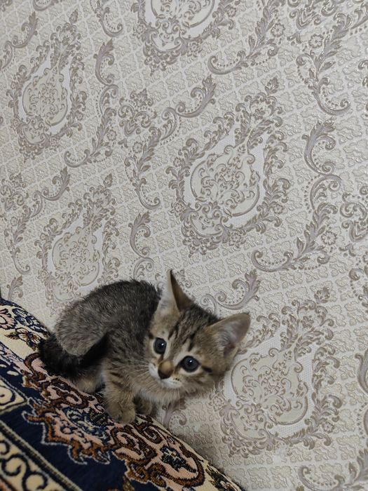 Отдам котенка в хорошие руки
