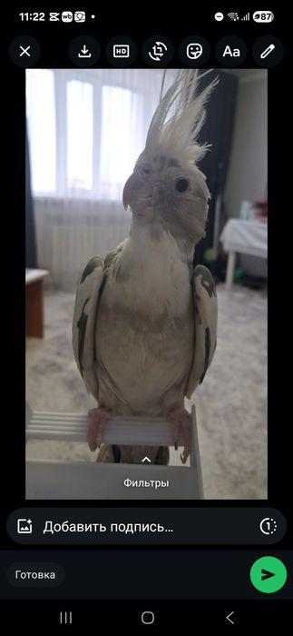 Описание. Попугай нимфа коррела