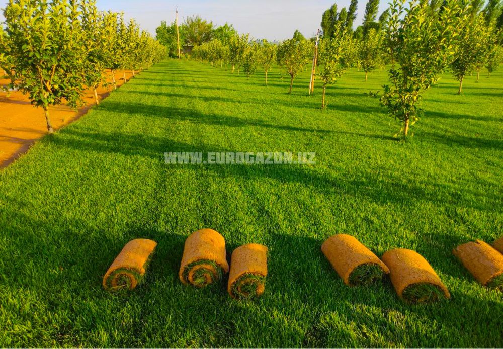 Gazon ekamiz landshaft qilamiz | живой Газон оптом