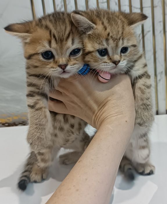 Золотые шиншилы в наличии