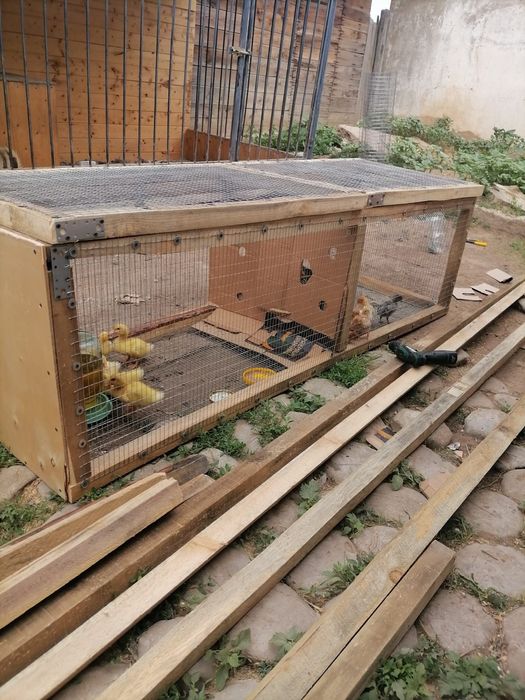 Прогулочные брудеры