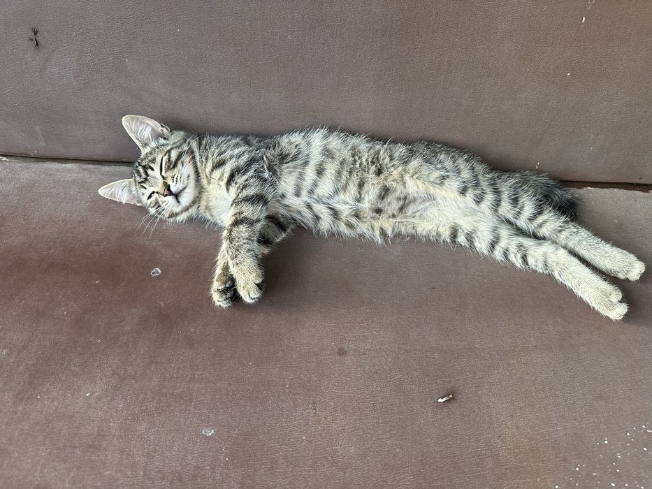 Отдам котенка бесплатно