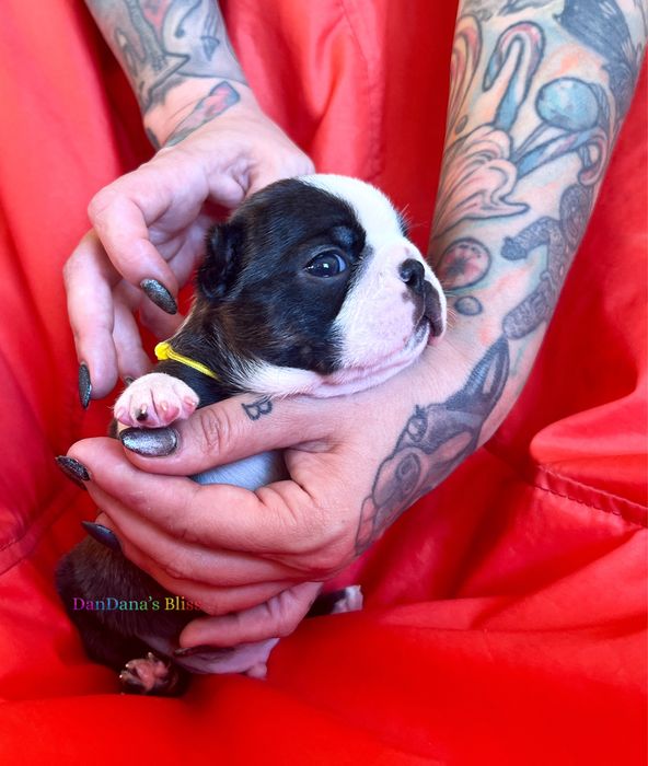 Boston terrier cu pedigree - baietel