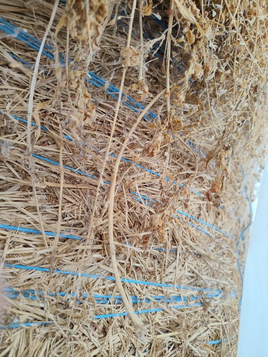 Vînd baloti de lucerna