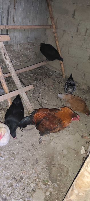 Товуқ хуроз Курицы Петухи