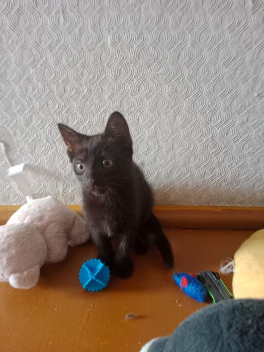 Котята ищут дом!