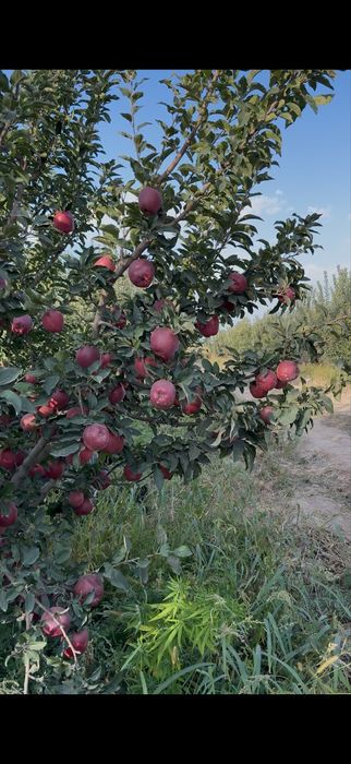 Продам яблоки сорта американка оптом