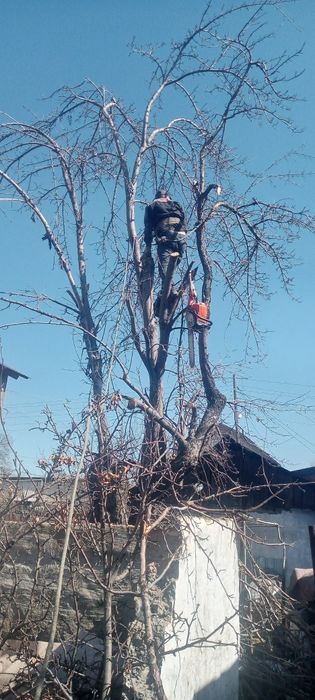 Спилим деревья от 5000тг