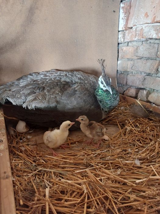 Мъжки паун  2024