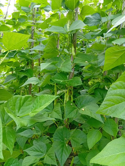 Градински шарен боб