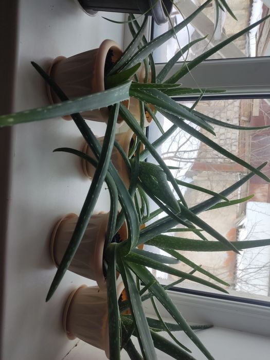 Алое Вера в горшках