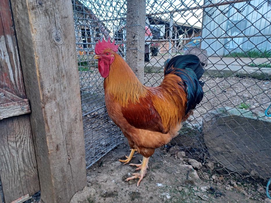 Ouă de New Hampshire