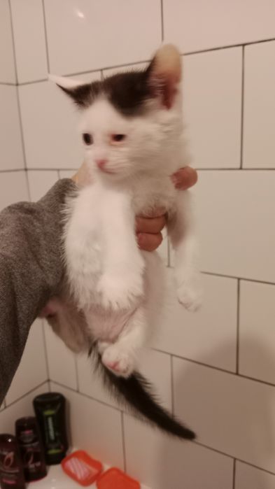 Котята в хорошие руки