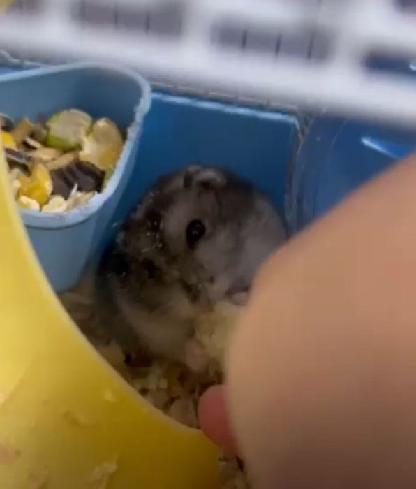 Хомяк, со всем нужным вещами