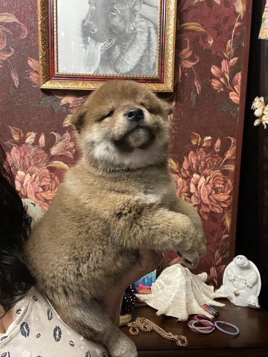 Японские сибочки