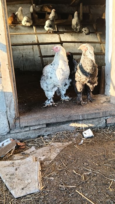 Инкубационные яйца Брама