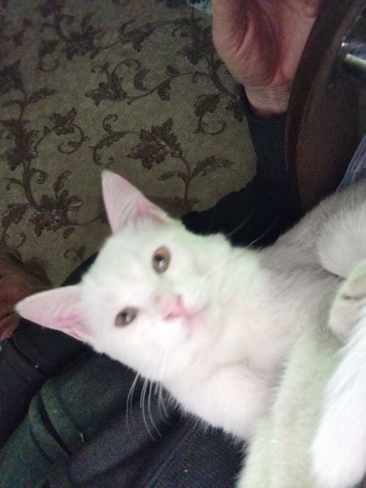 Продается белый котёнок!