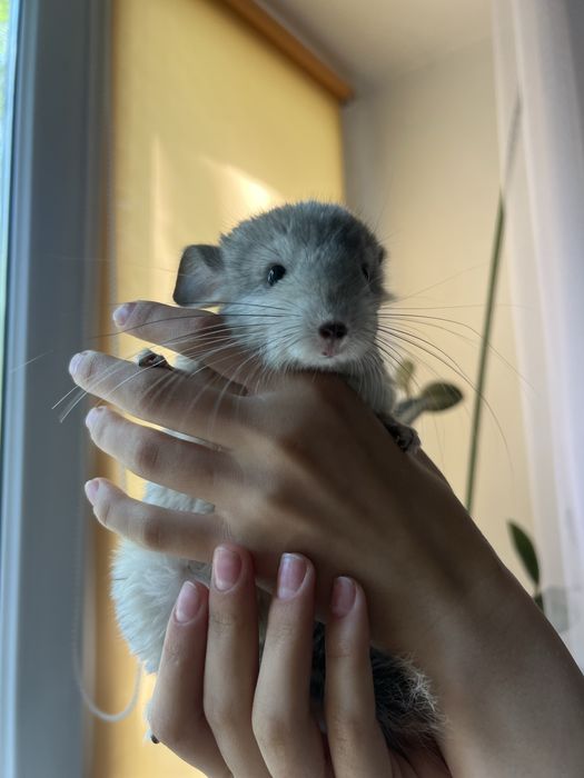 Продаю шиншиллу мальчика