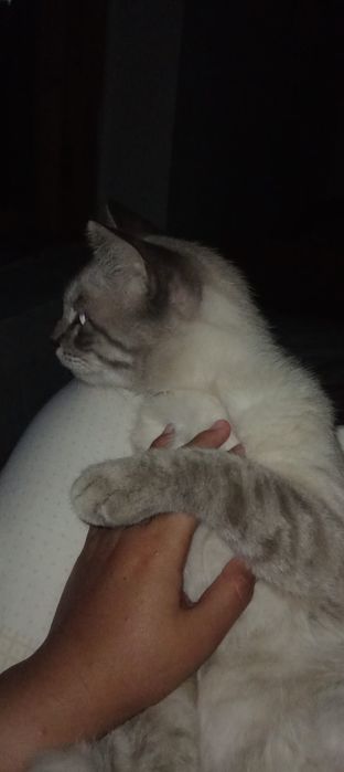 Mushuk o‘g‘il bola