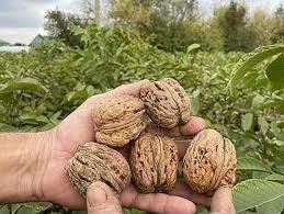 YONGʻOQ Kuchatlari sotiladi 6 xil  xosilga kirgan oq magʻiz sortlar