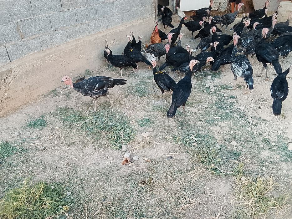 Продам продам продам