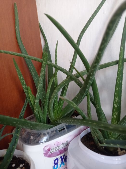 Алоэ-Вера продам