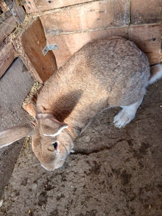 Vând mascul uriaș german!