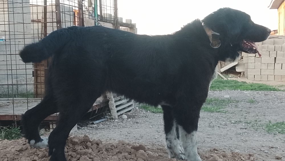 Сука Тобет 3 года очень крупная